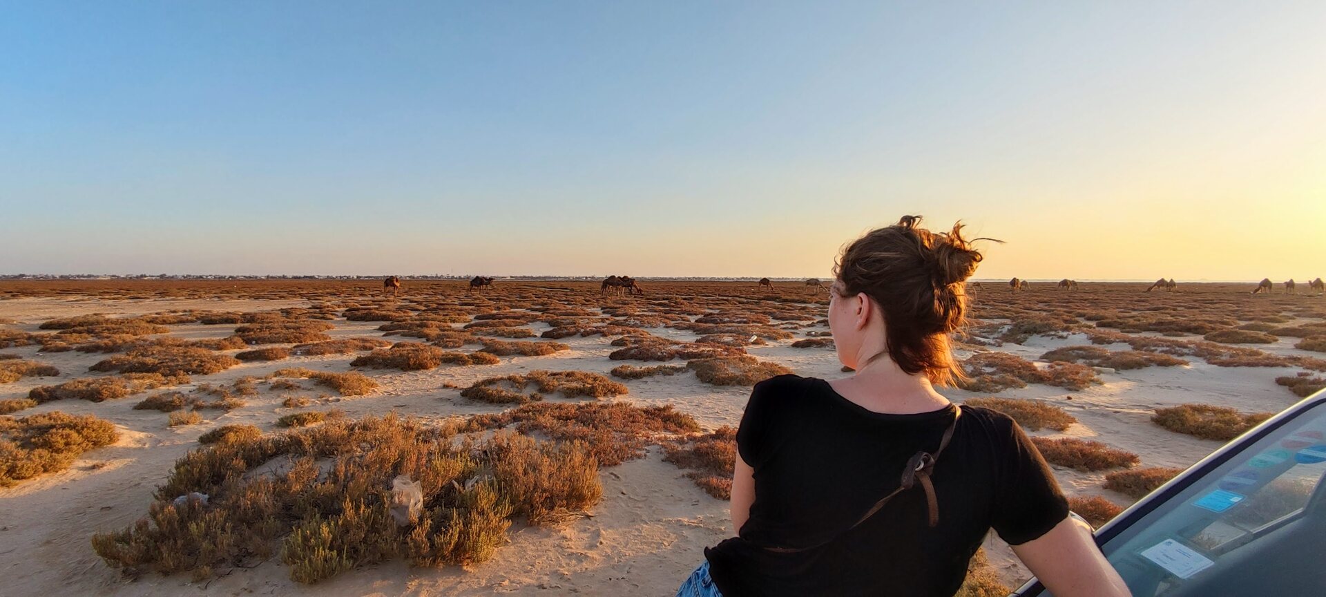uitzicht-op-wilde-kamelen-op-djerba-in-tunesie uitzicht-op-wilde-kamelen-op-djerba-in-tunesie